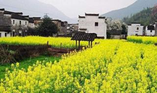 油菜花什么季节开